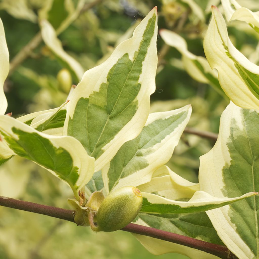 Cornus mas Variegata - Cornouiller mâle panaché