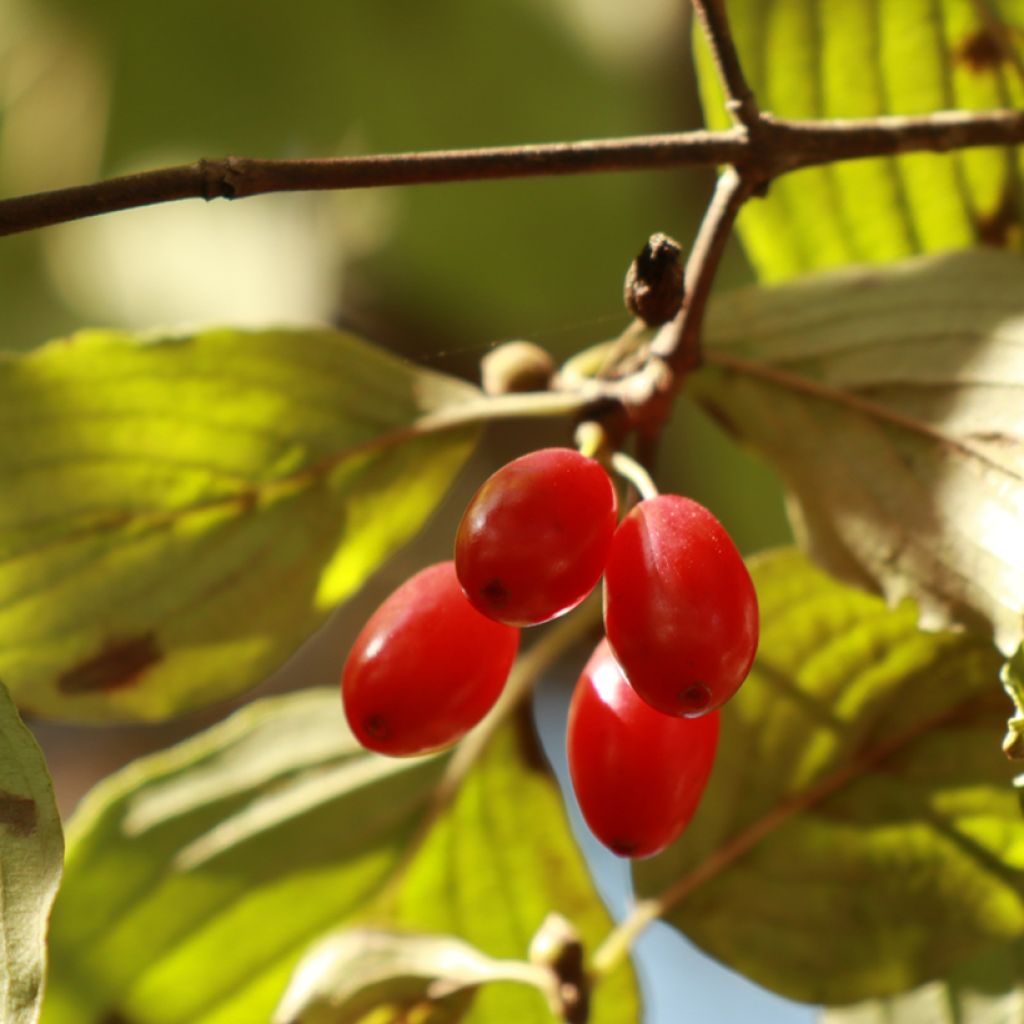 Cornus officinalis - Cornouiller officinal