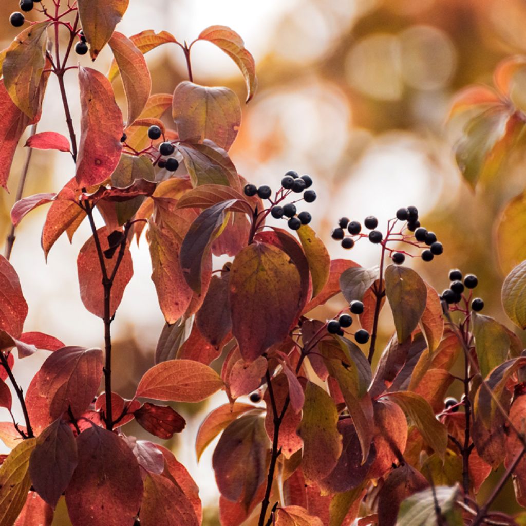 Cornus sanguinea - Cornouiller sanguin