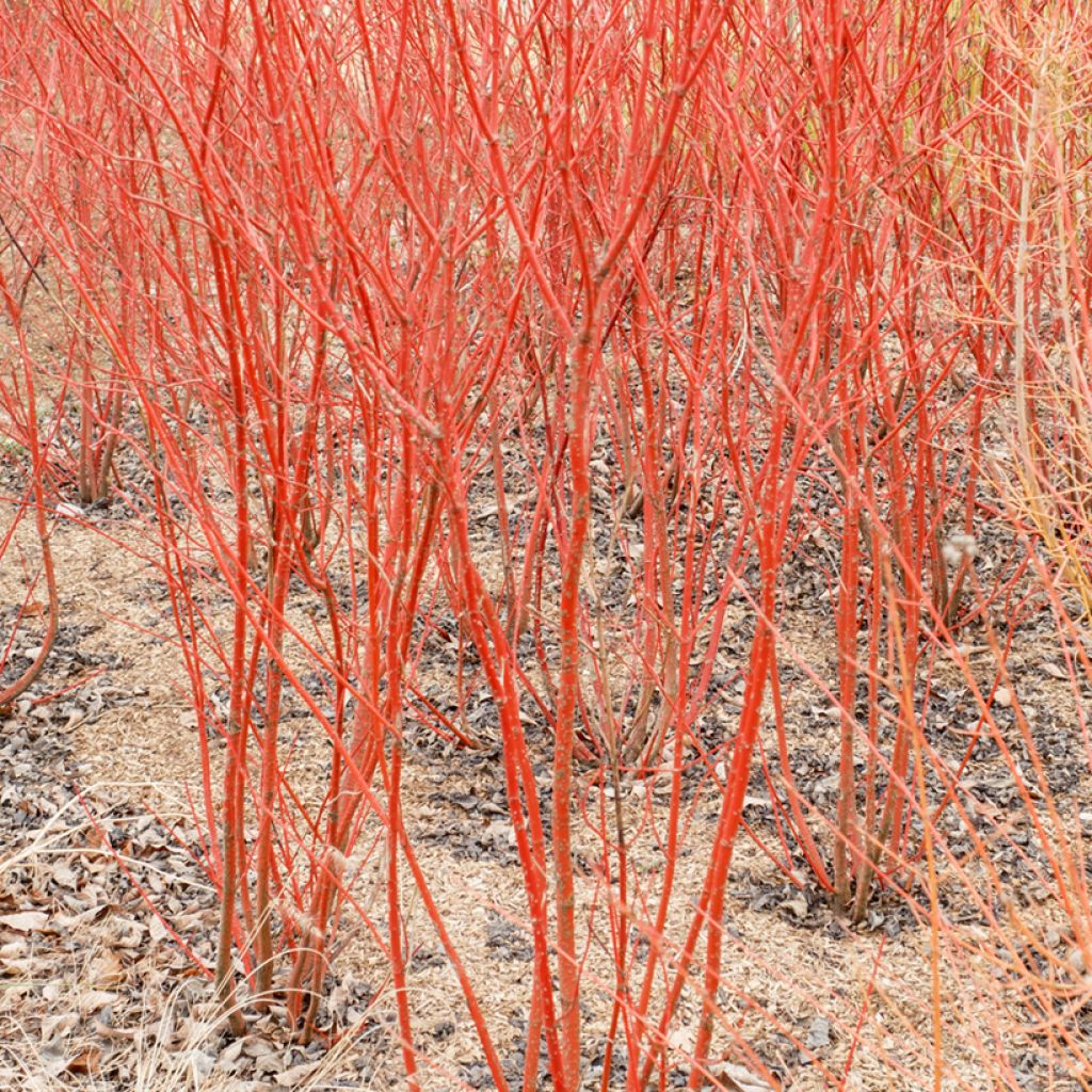 Cornus sanguinea Mid Winter Fire - Cornouiller sanguin