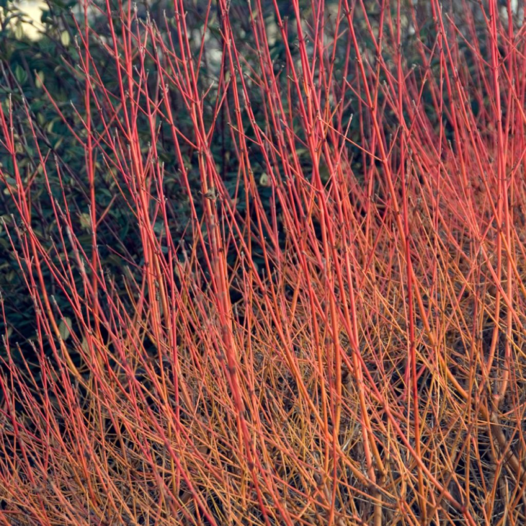 Cornus sanguinea Winter Beauty -Cornouiller sanguin
