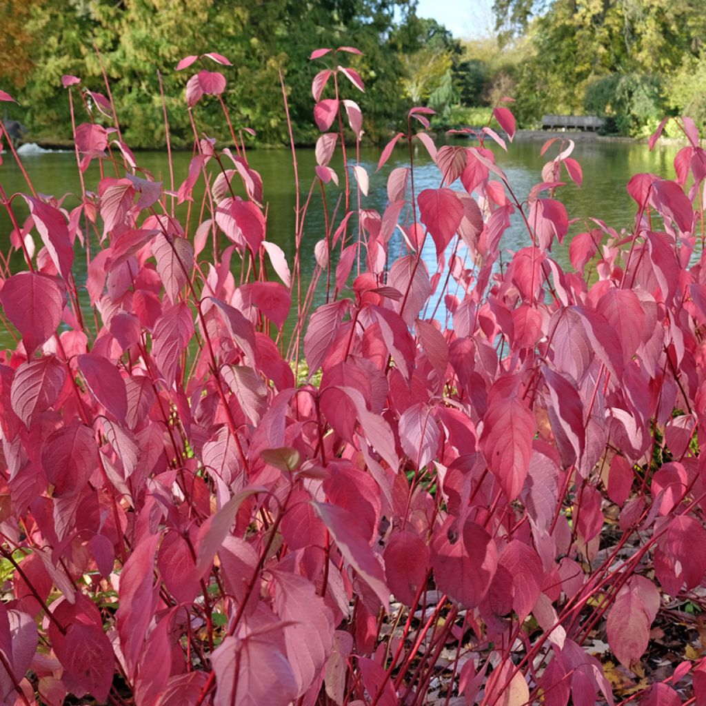 Cornus sericea Baileyi - Cornouiller stolonifère.