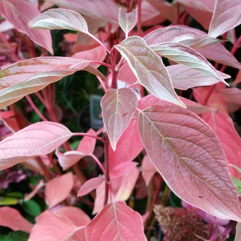 Cornus sericea Cardinal - Cornouiller stolonifère en pot de 3,5L
