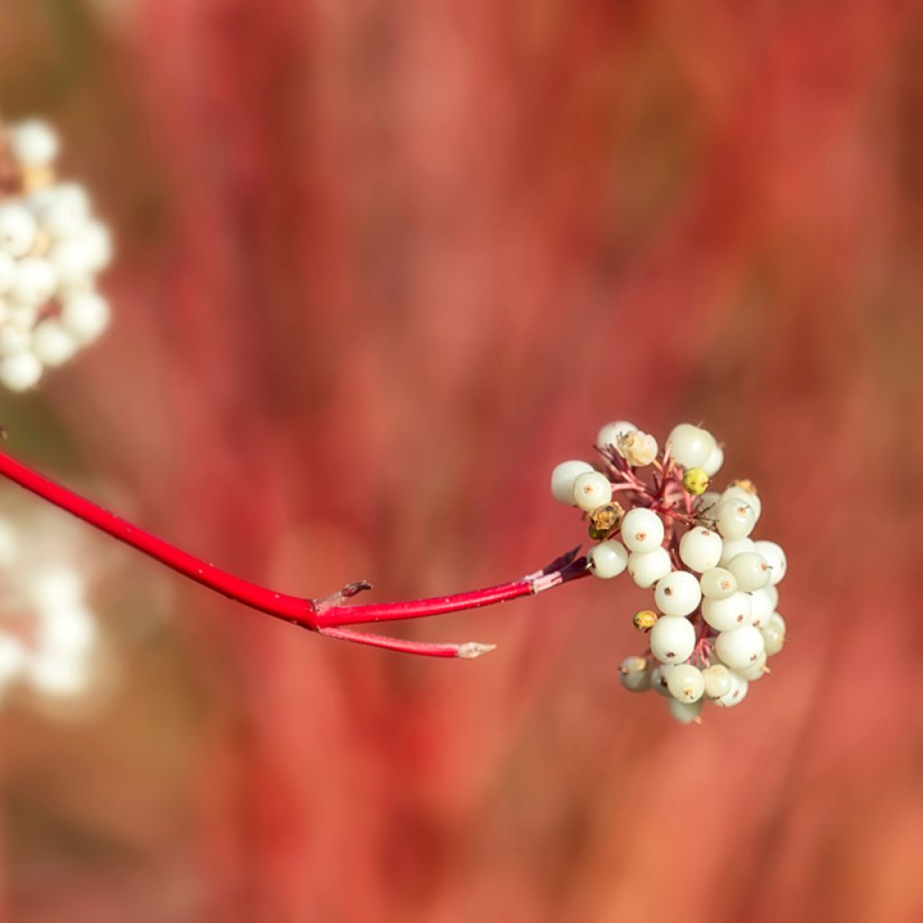 Cornus sericea Cardinal - Cornouiller stolonifère