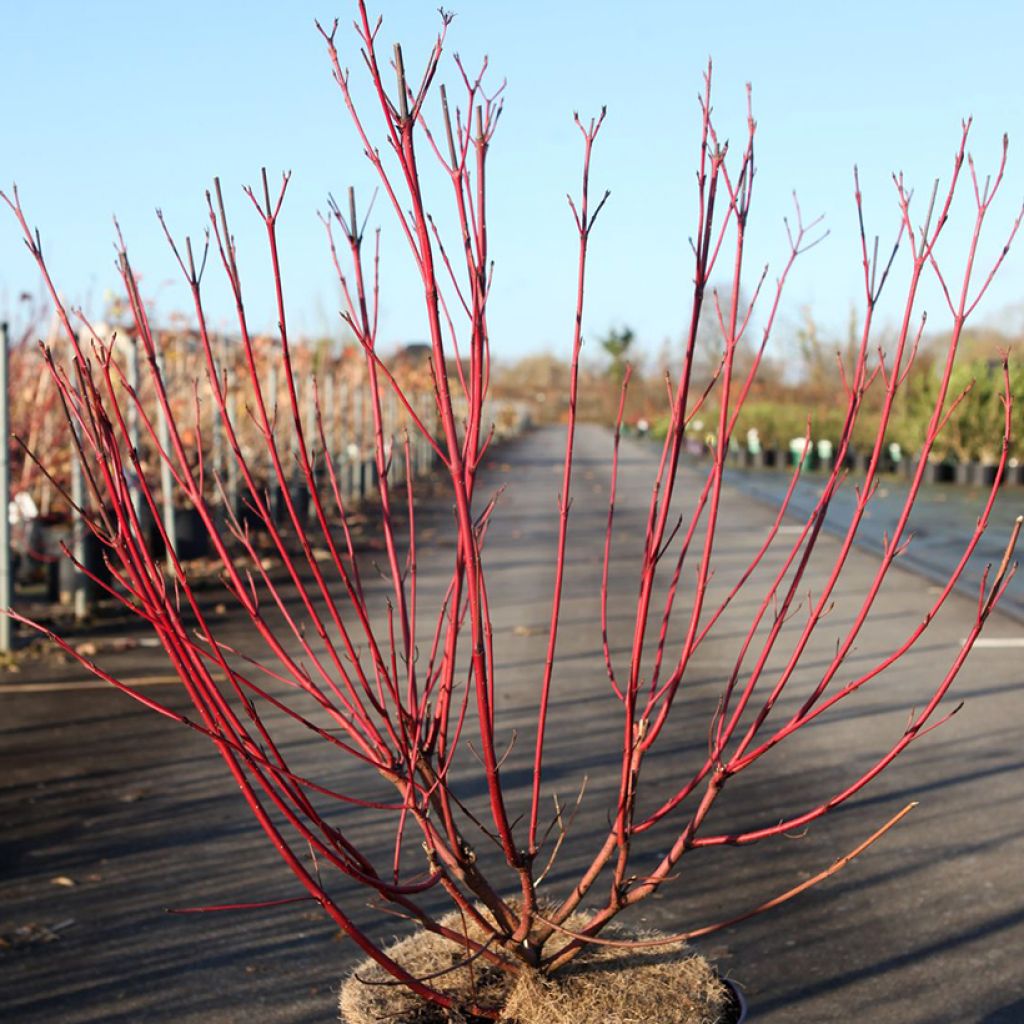 Cornus sericea Firedance - Cornouiller stolonifère