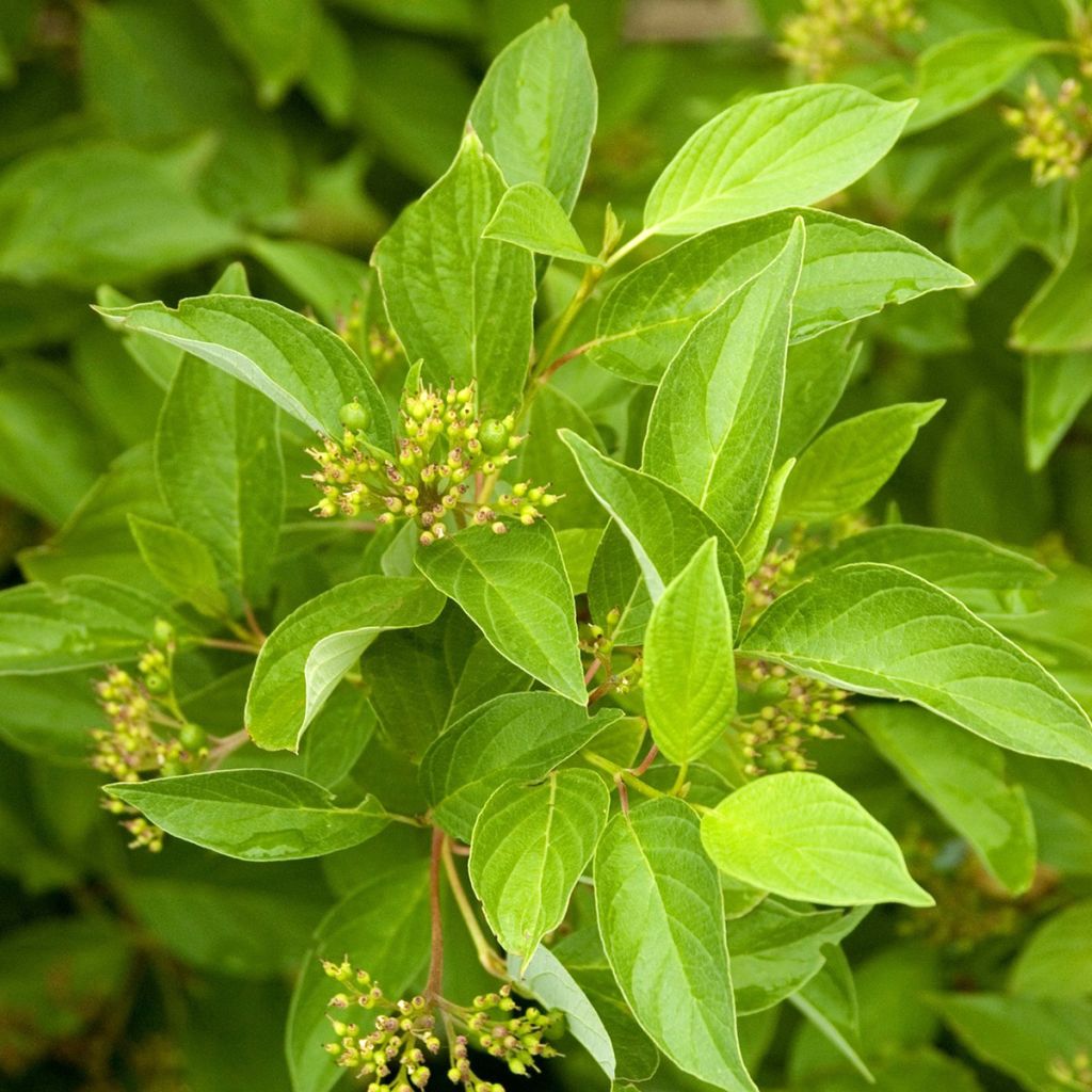 Cornus sericea Firedance - Cornouiller stolonifère