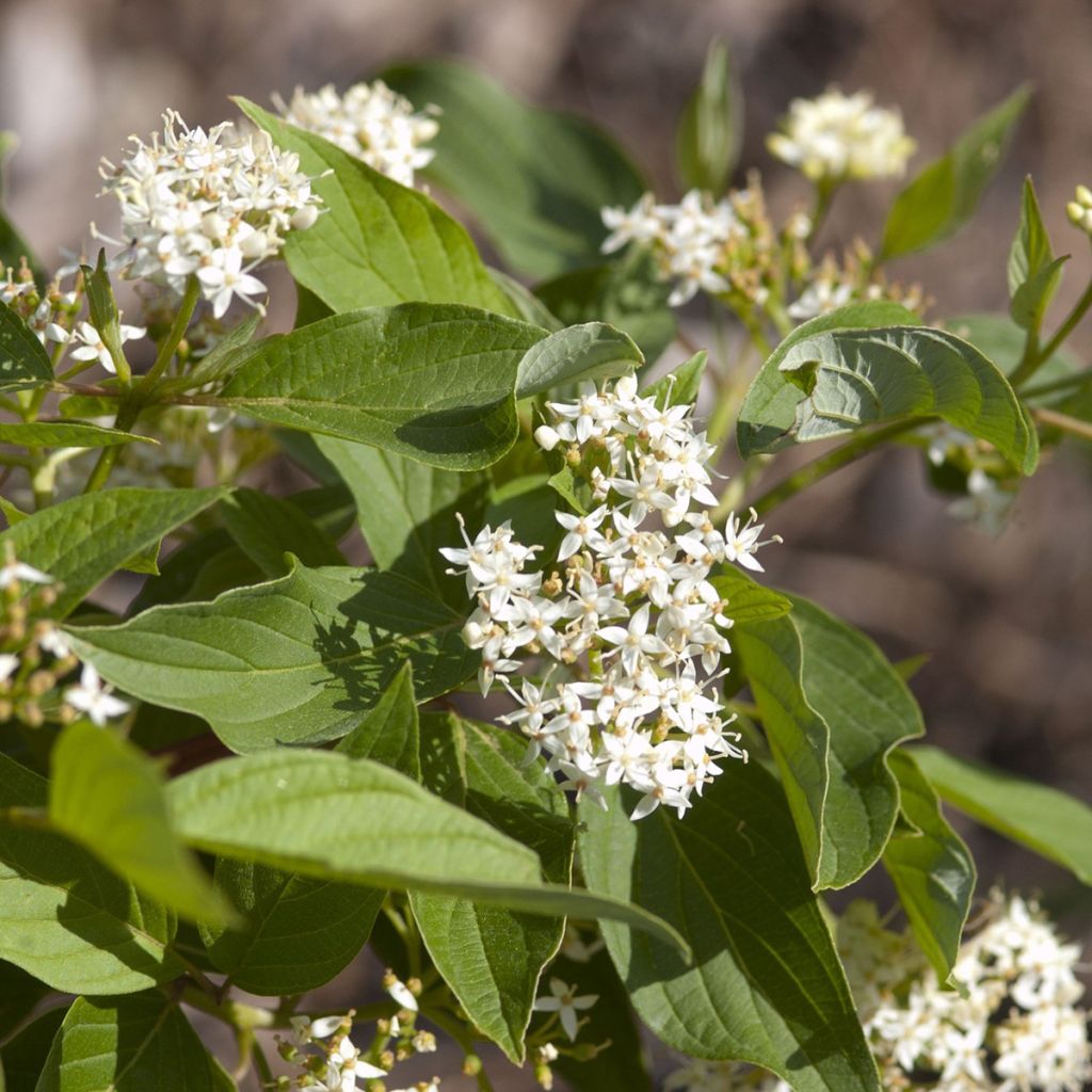 Cornus sericea Firedance - Cornouiller stolonifère
