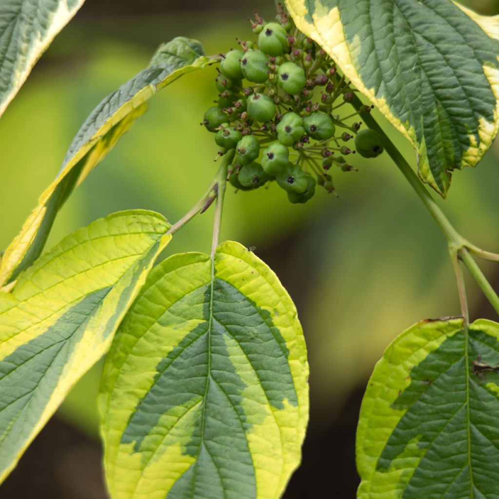 Cornus sericea Hedgerow's Gold - Cornouiller stolonifère