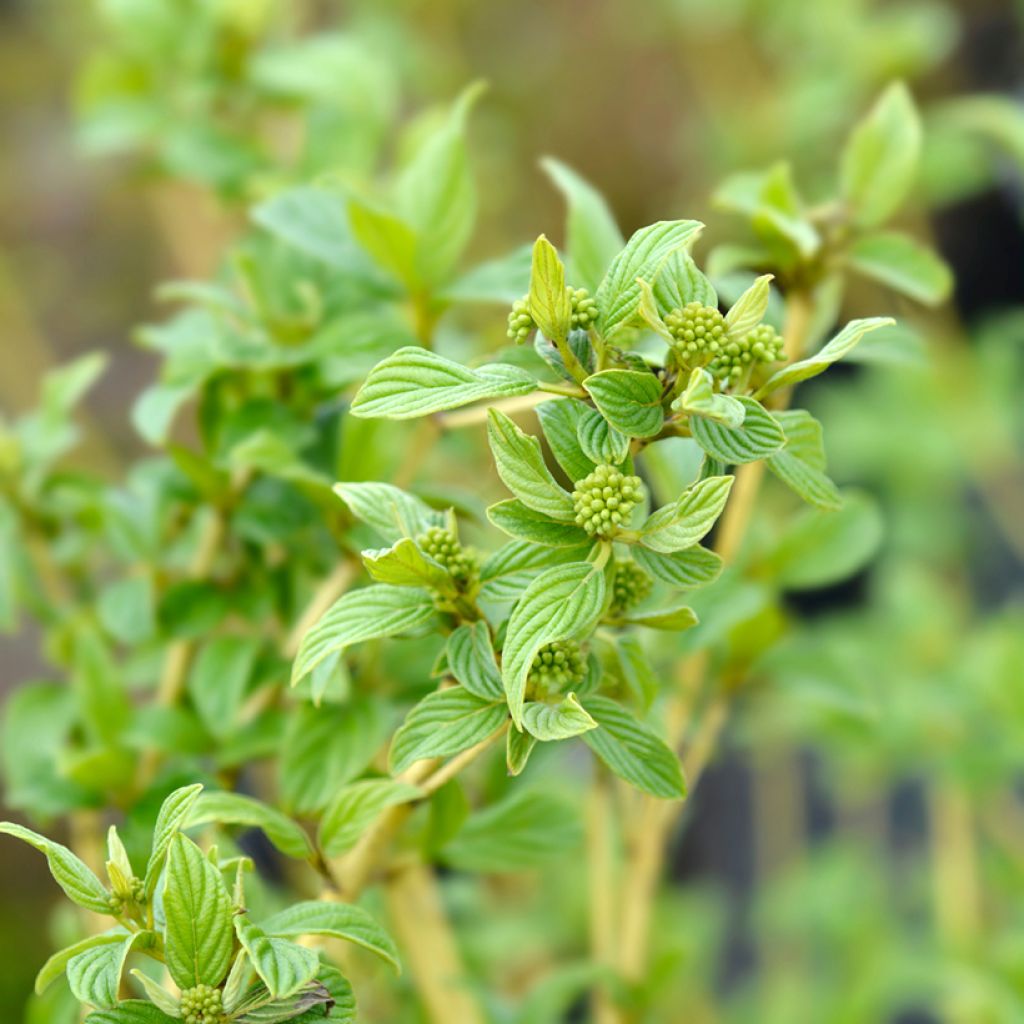 Cornus stolonifera Flaviramea - Cornouiller à bois jaune
