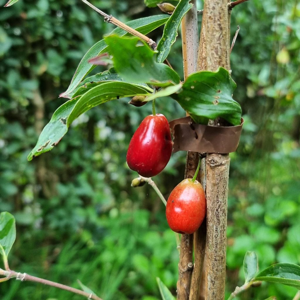 Cornus mas Kazanlak - Cornouiller mâle