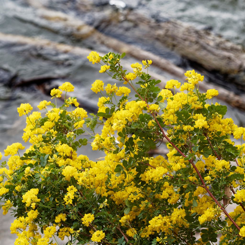 Coronilla emerus (Hippocrepis) - Coronille des jardins