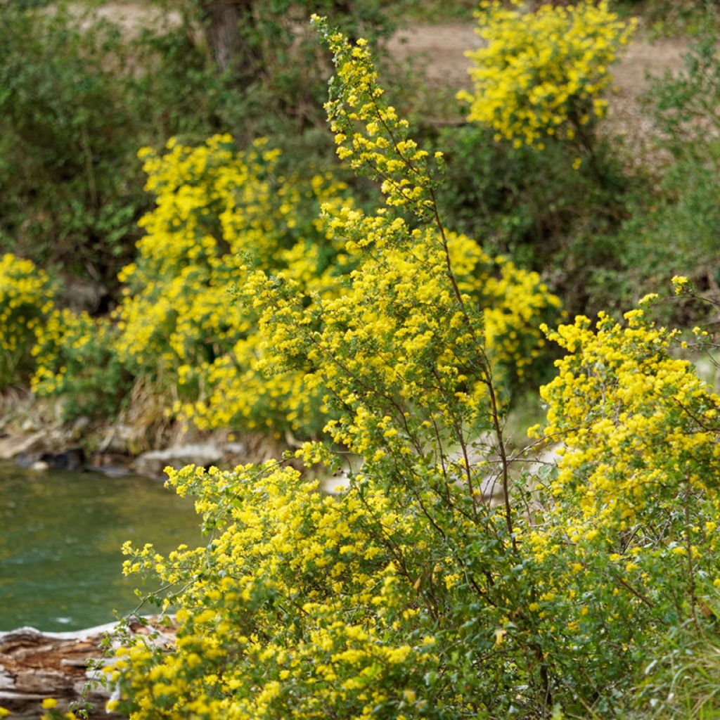 Coronilla emerus (Hippocrepis) - Coronille des jardins