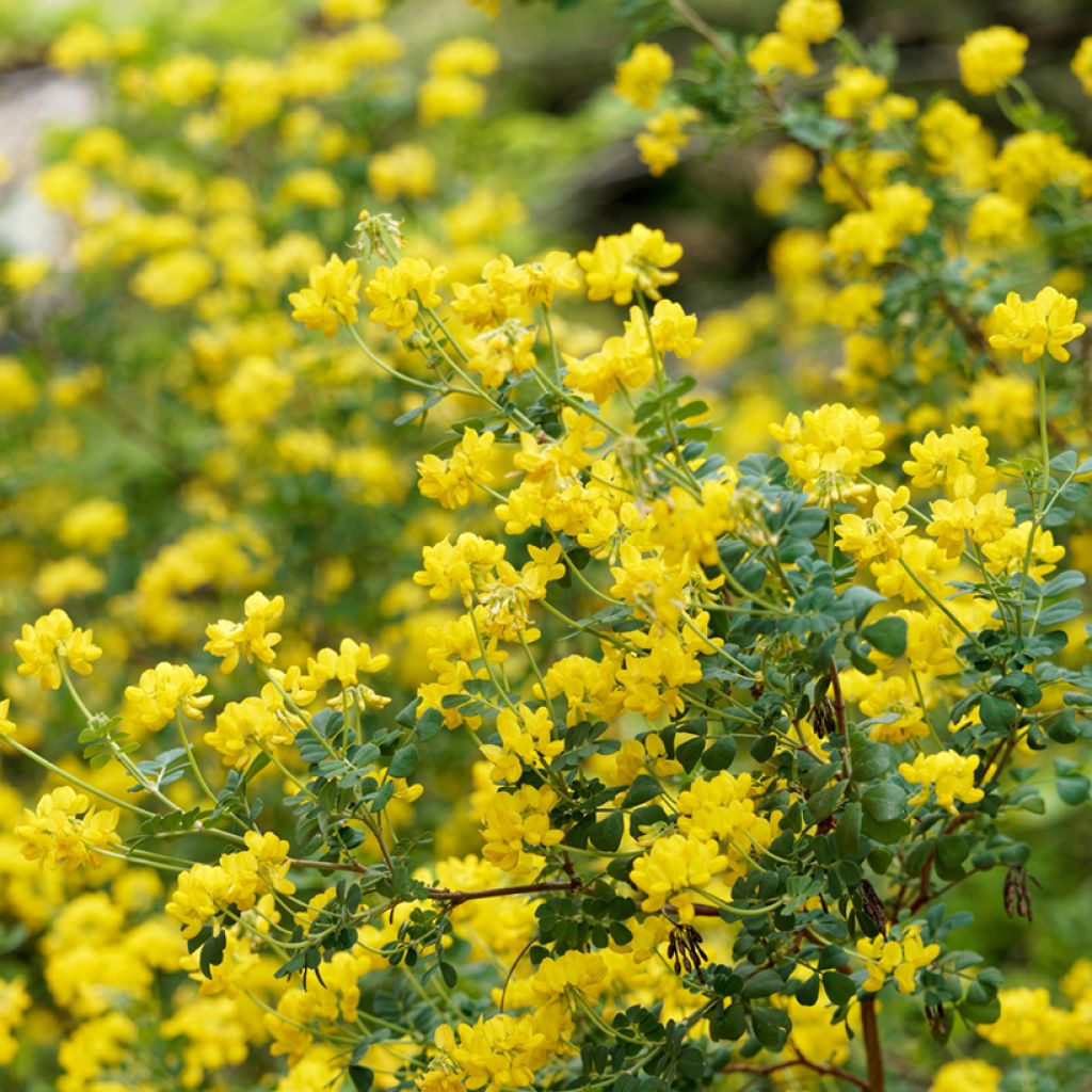 Coronilla emerus (Hippocrepis) - Coronille des jardins