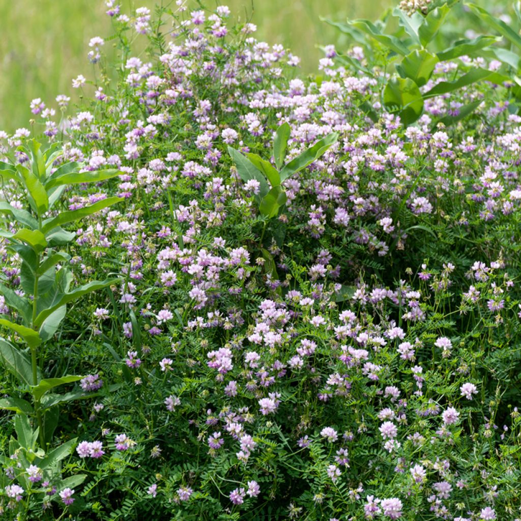 Coronilla varia - Coronille bigarrée ou changeante.