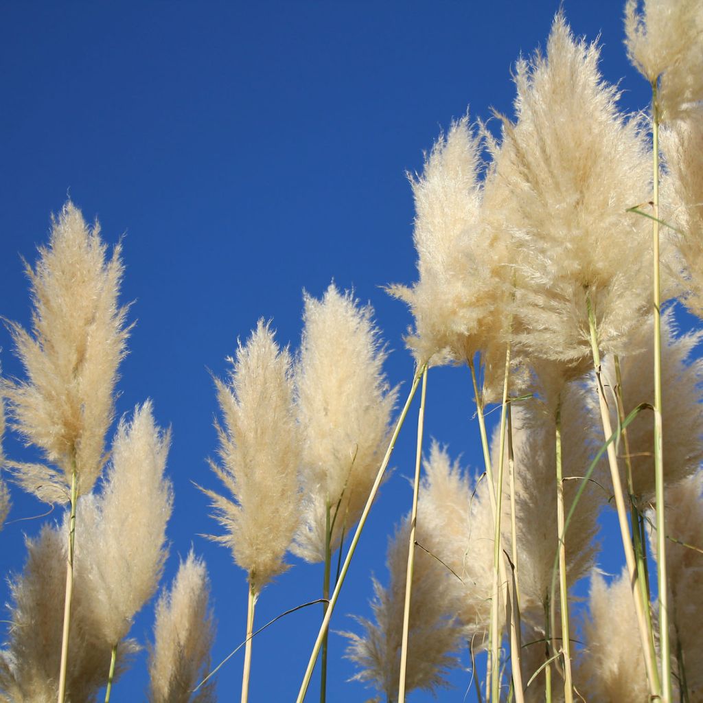 Herbe de la Pampa - Cortaderia selloana