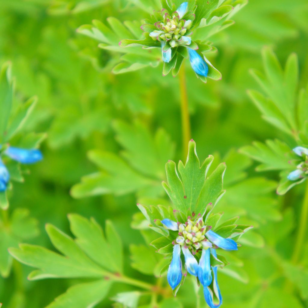 Corydalis Craigton Blue