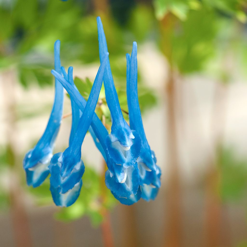 Corydalis Craigton Blue