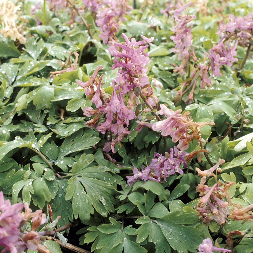 Corydalis bulbosa ou solida subsp. solida - Corydale