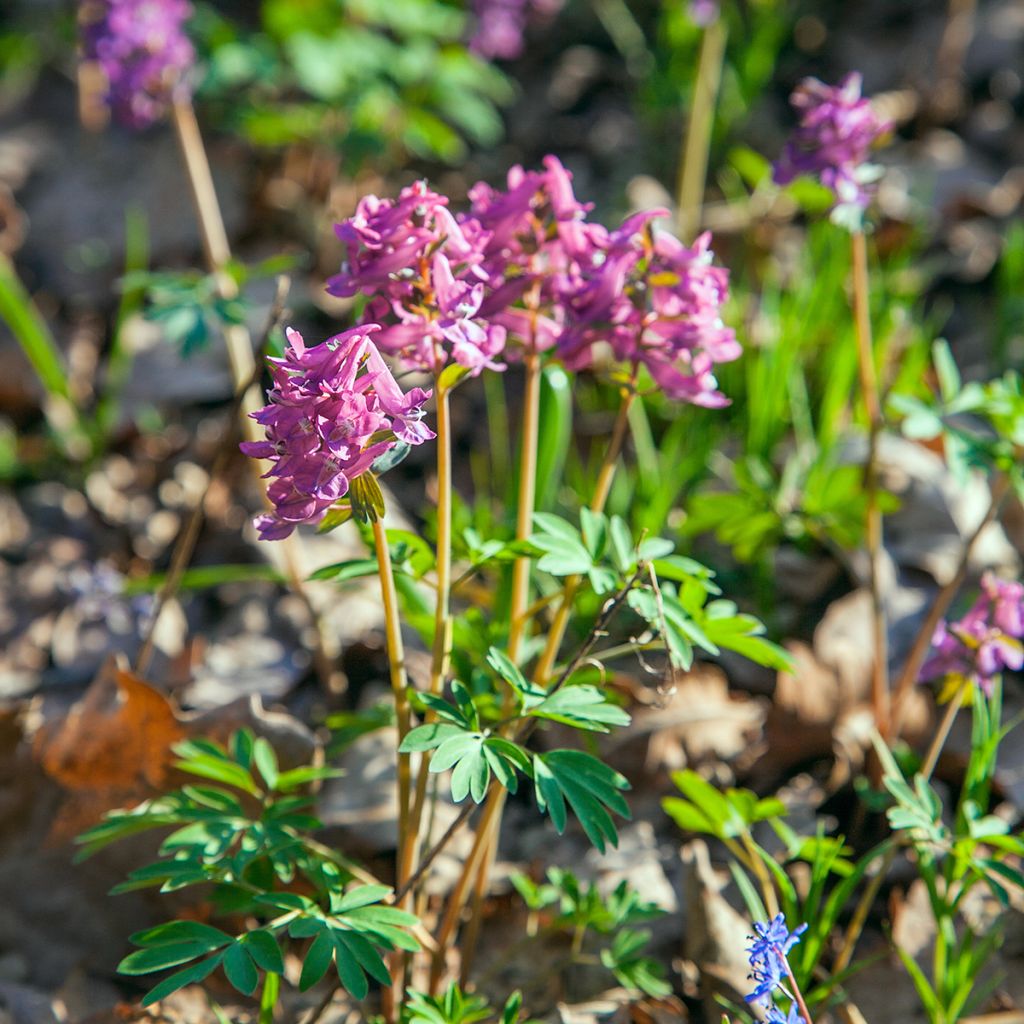 Corydalis bulbosa ou solida subsp. solida - Corydale