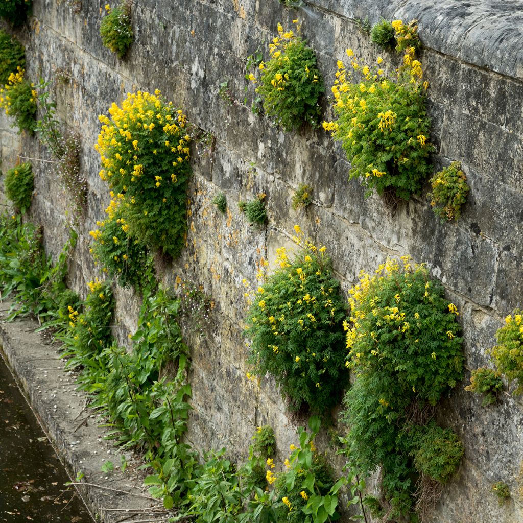 Corydalis lutea - Corydale jaune