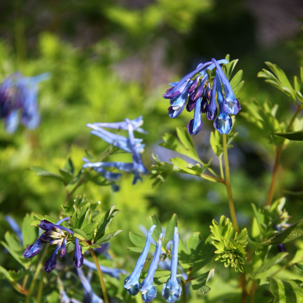 Corydalis elata Blue Summit - Corydale bleu