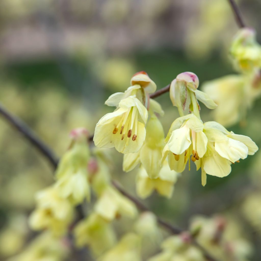 Corylopsis pauciflora - Faux noisetier