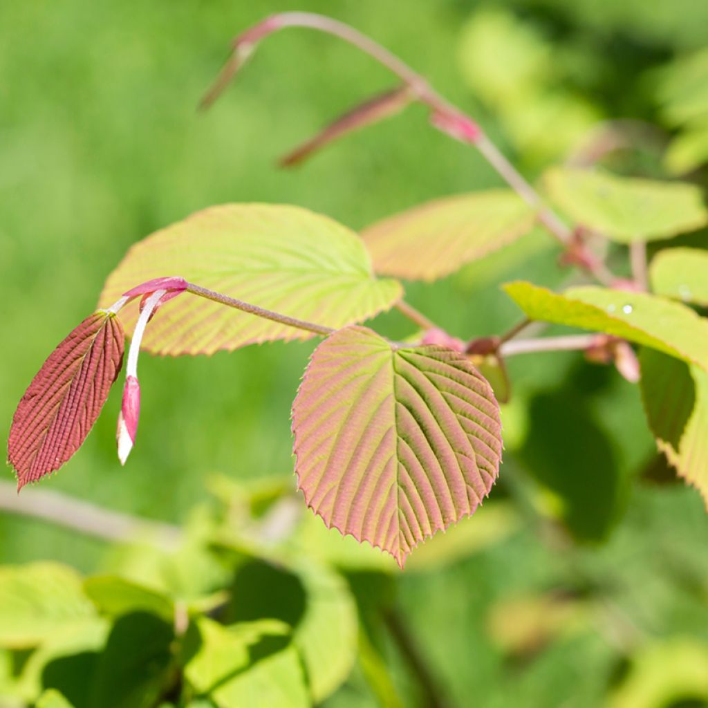 Corylopsis spicata - Faux noisetier