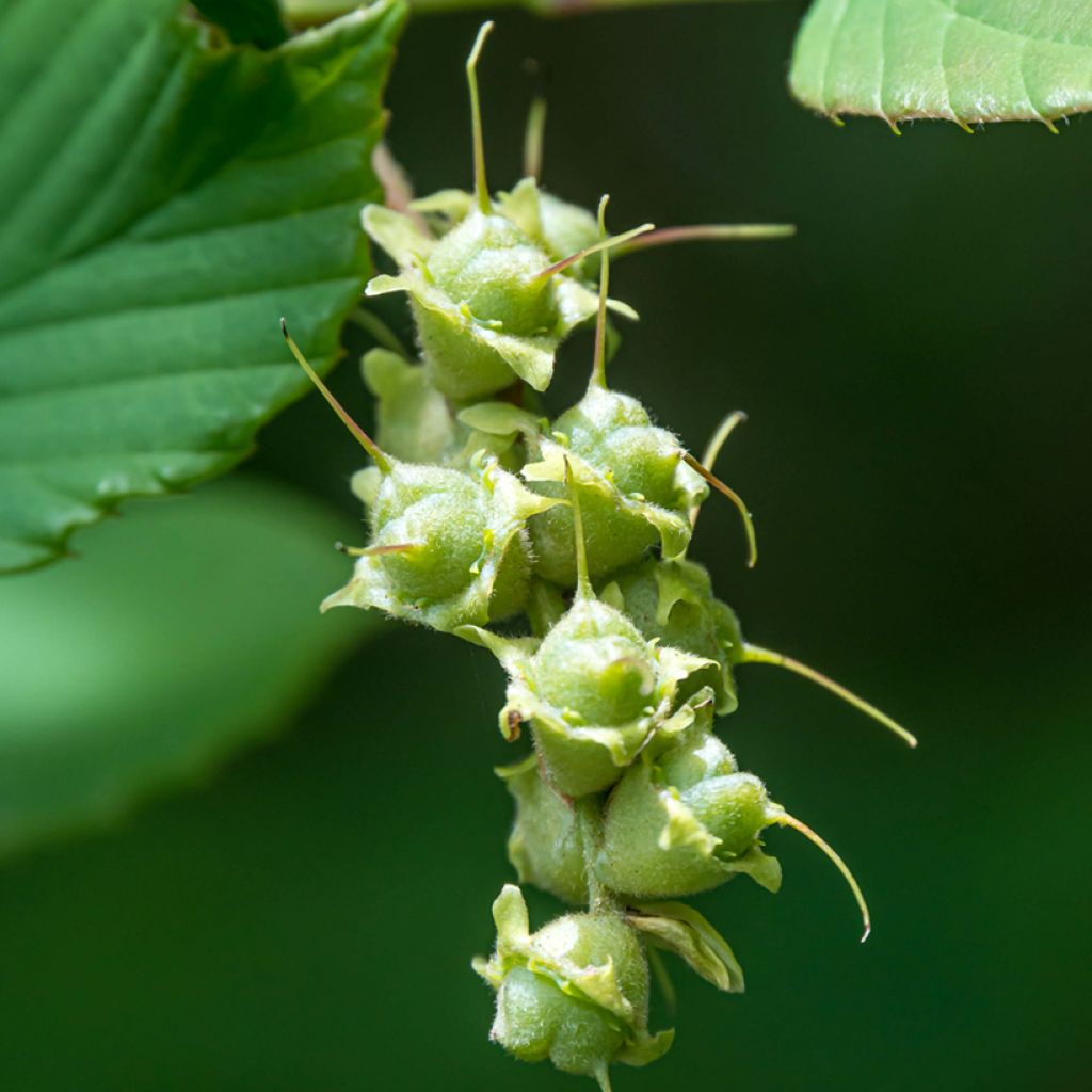 Corylopsis spicata - Faux noisetier