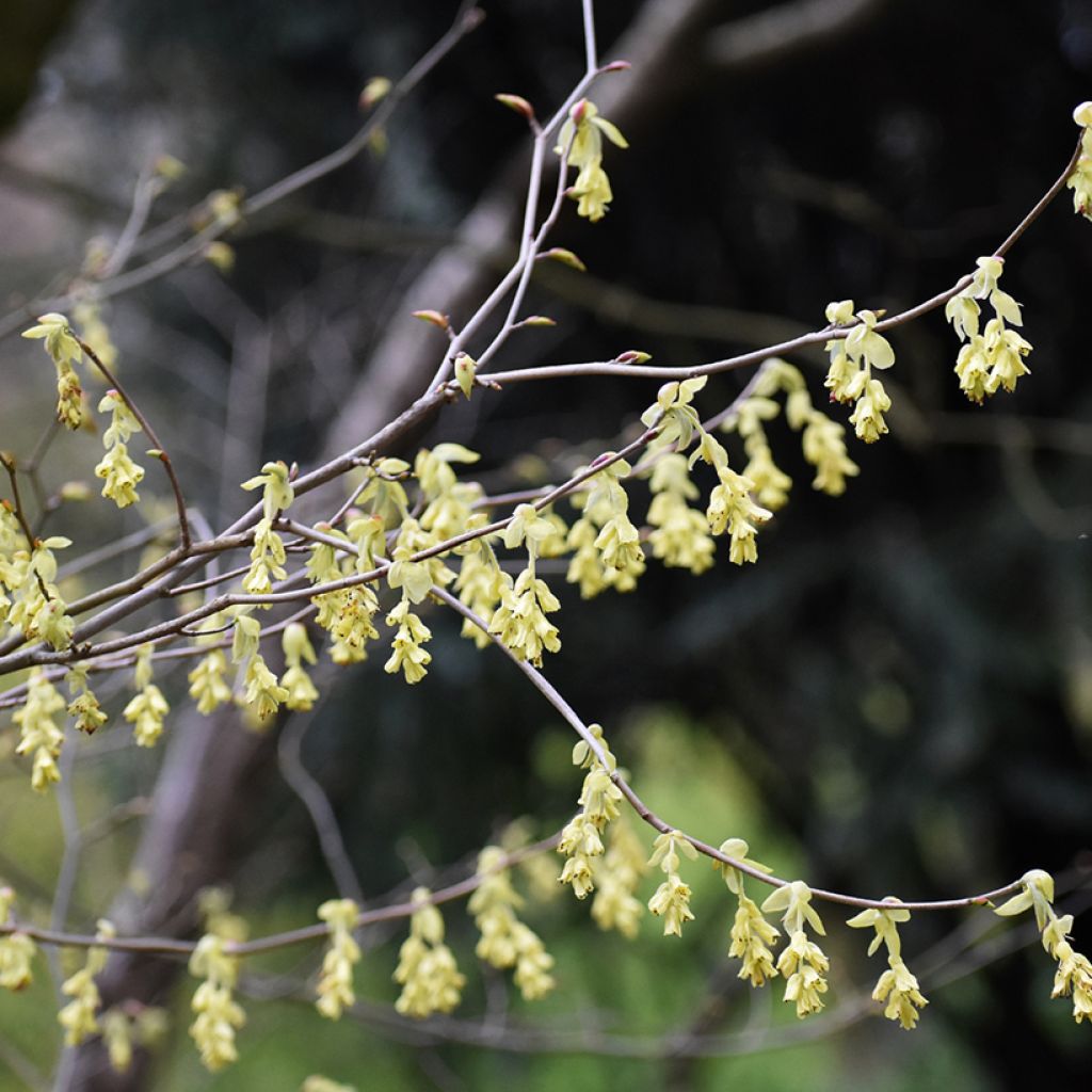 Corylopsis spicata - Faux noisetier