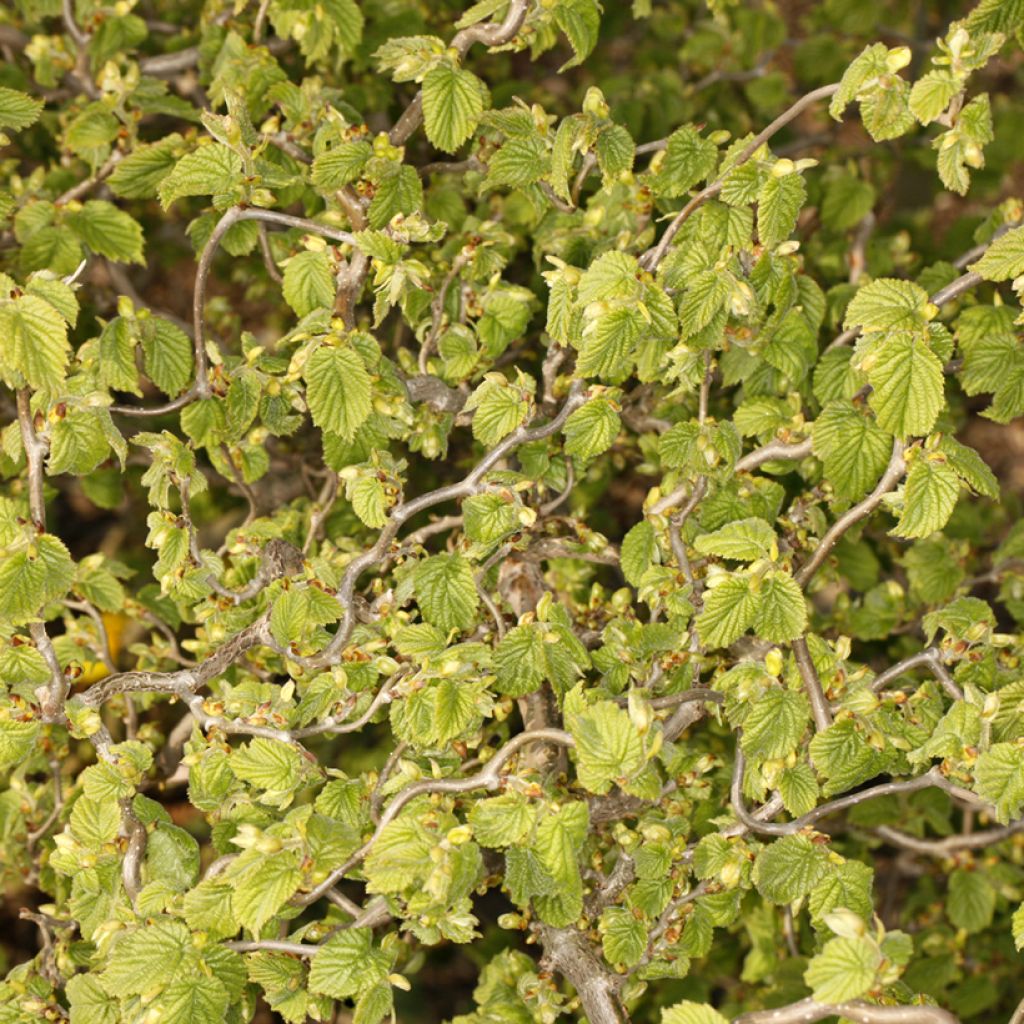 Noisetier tortueux nain Twister - Corylus avellana
