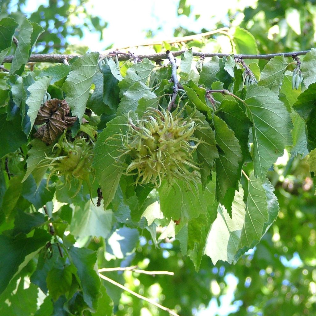 Corylus colurna - Noisetier de Bysance