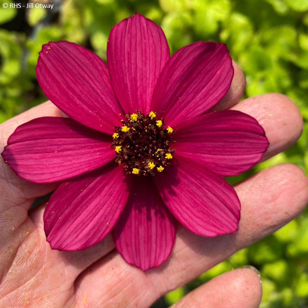 Cosmos Cherry Chocolate