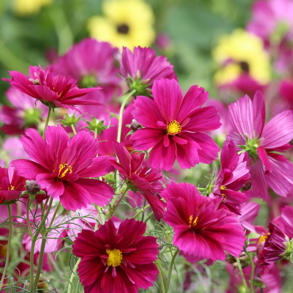 Graines de Cosmos Fandango - Cosmos bipinnatus
