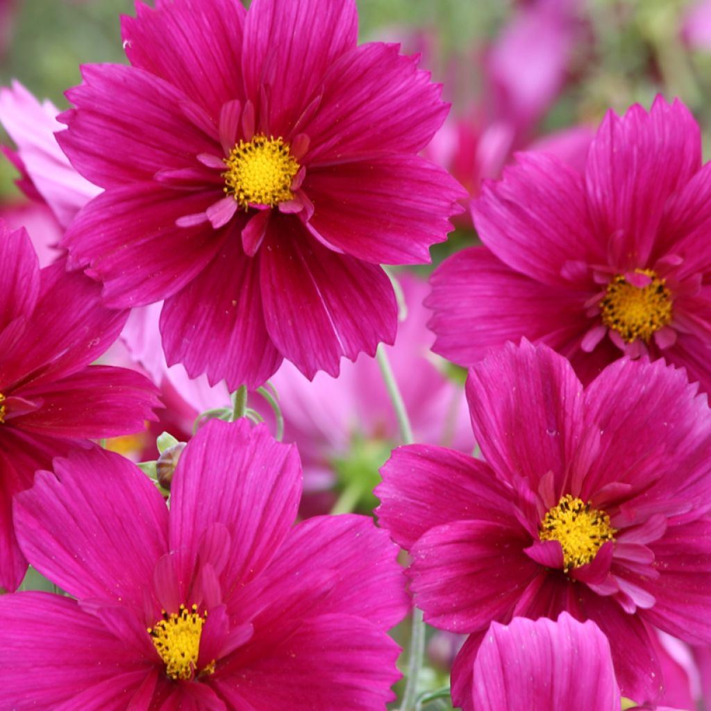 Graines de Cosmos Fandango - Cosmos bipinnatus