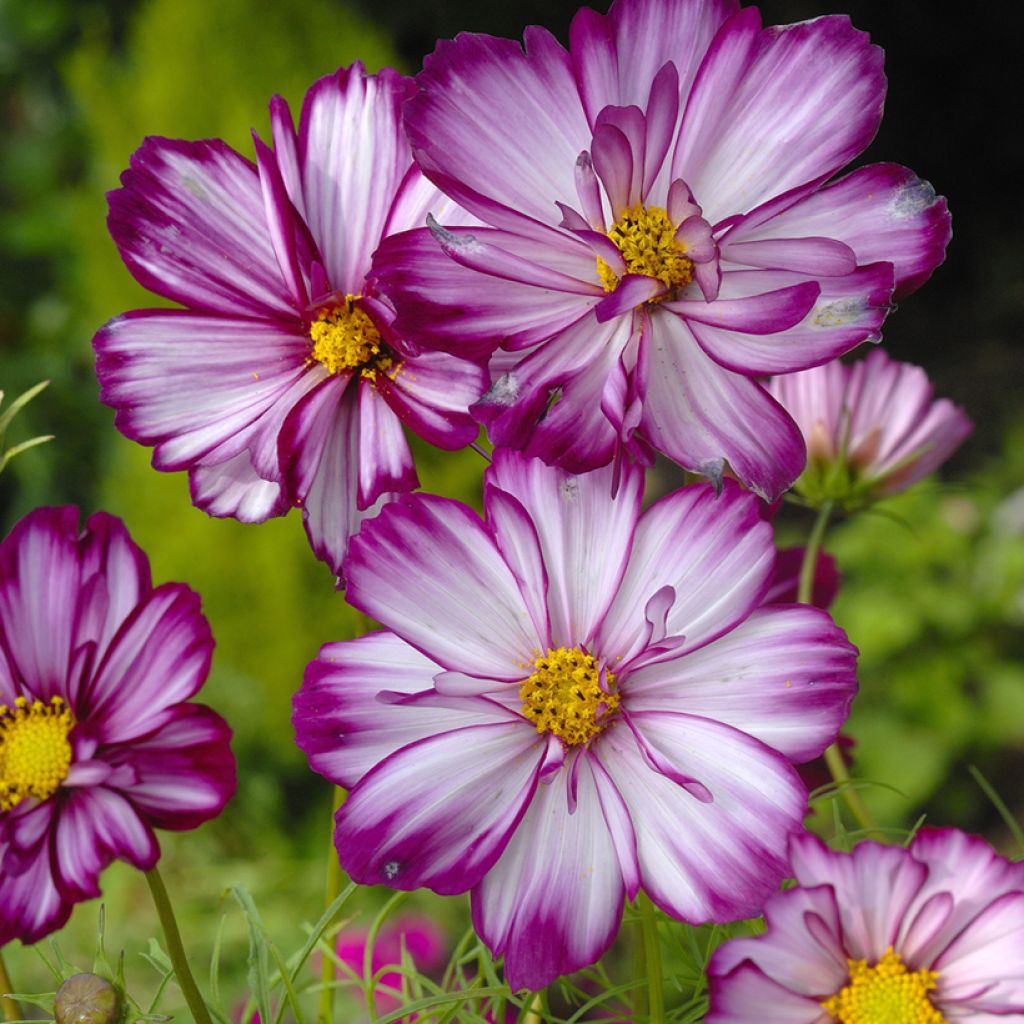 Graines de Cosmos Sweet Sixteen - Cosmos bipinnatus