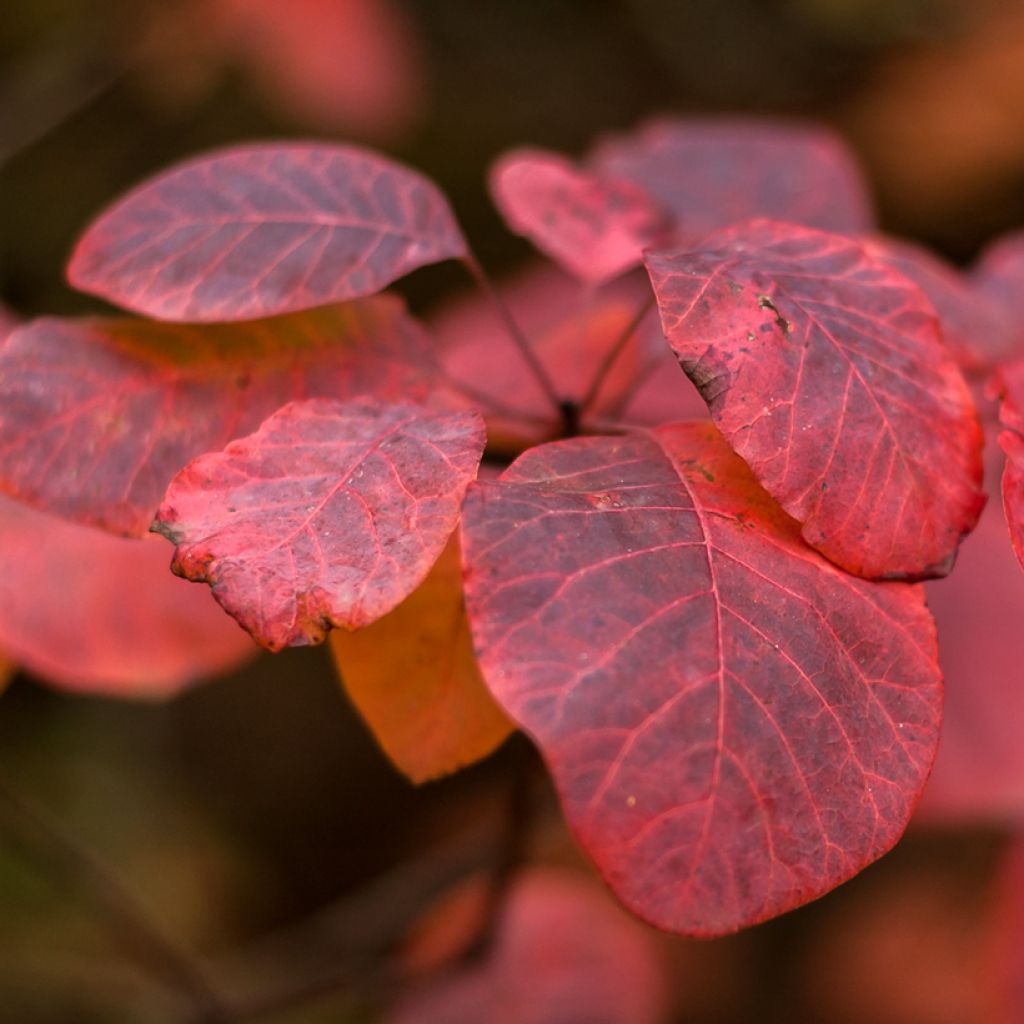 Cotinus Grace - Arbre à perruque
