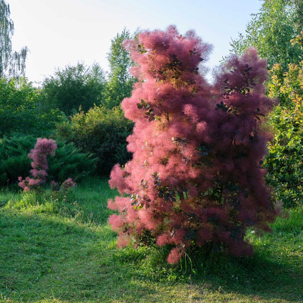 Cotinus coggygria - Arbre à Perruques