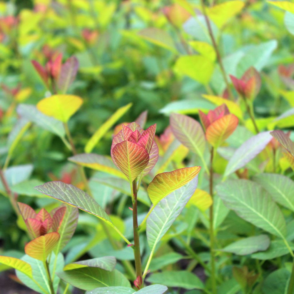Cotinus coggygria Flame - Arbre à perruque