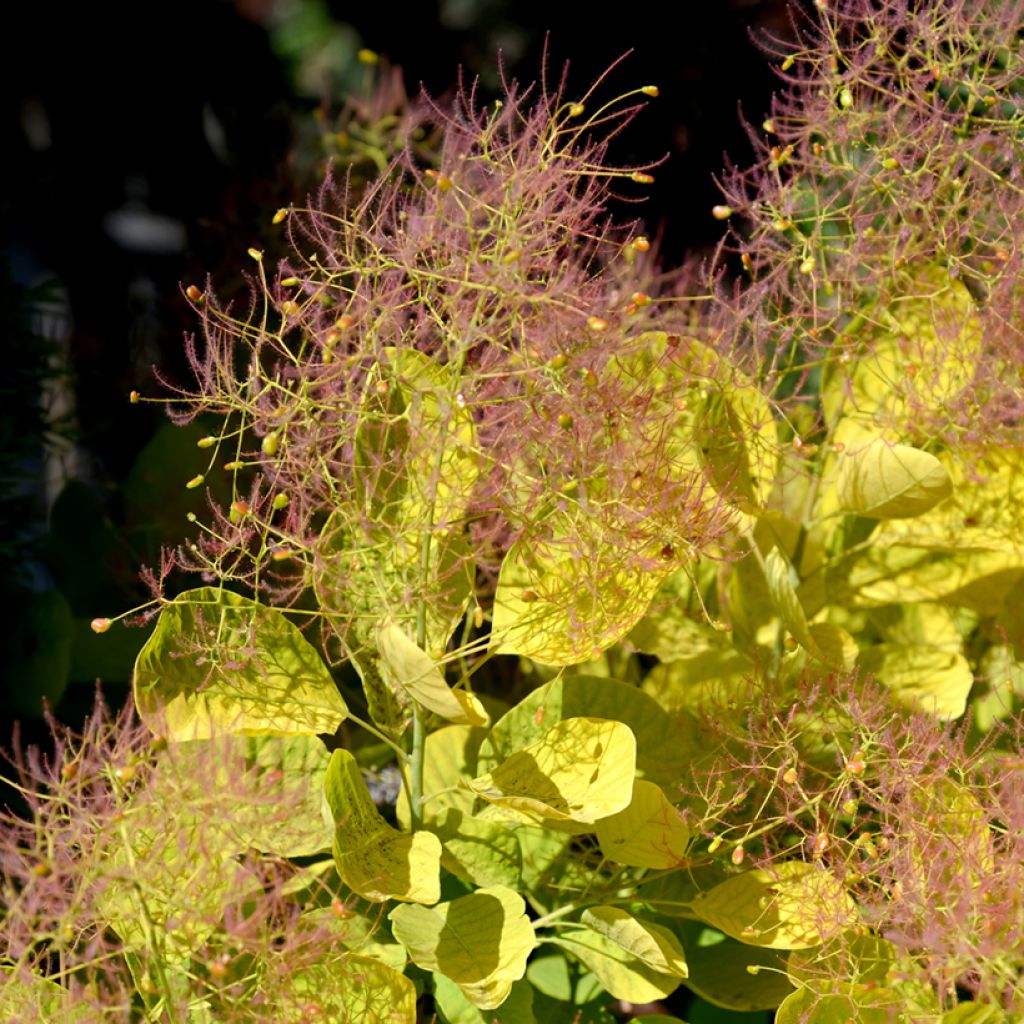 Cotinus coggygria Golden Spirit - Arbre à Perruques Doré