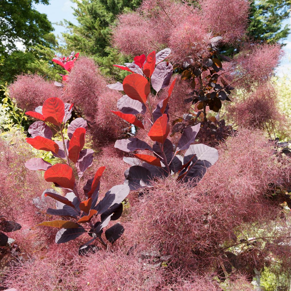 Cotinus coggygria Royal Purple - Arbre à perruque 