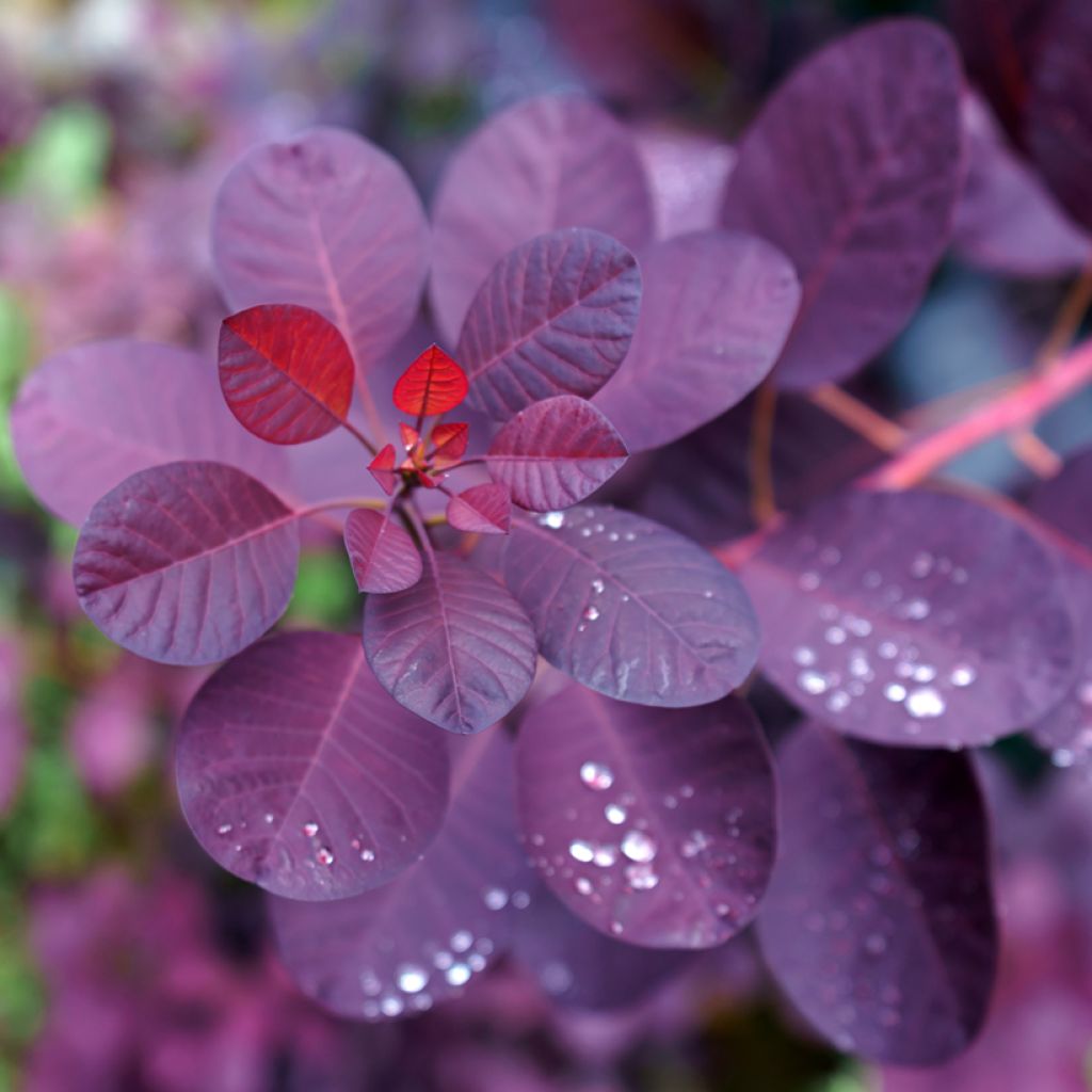 Cotinus coggygria Royal Purple - Arbre à perruque 