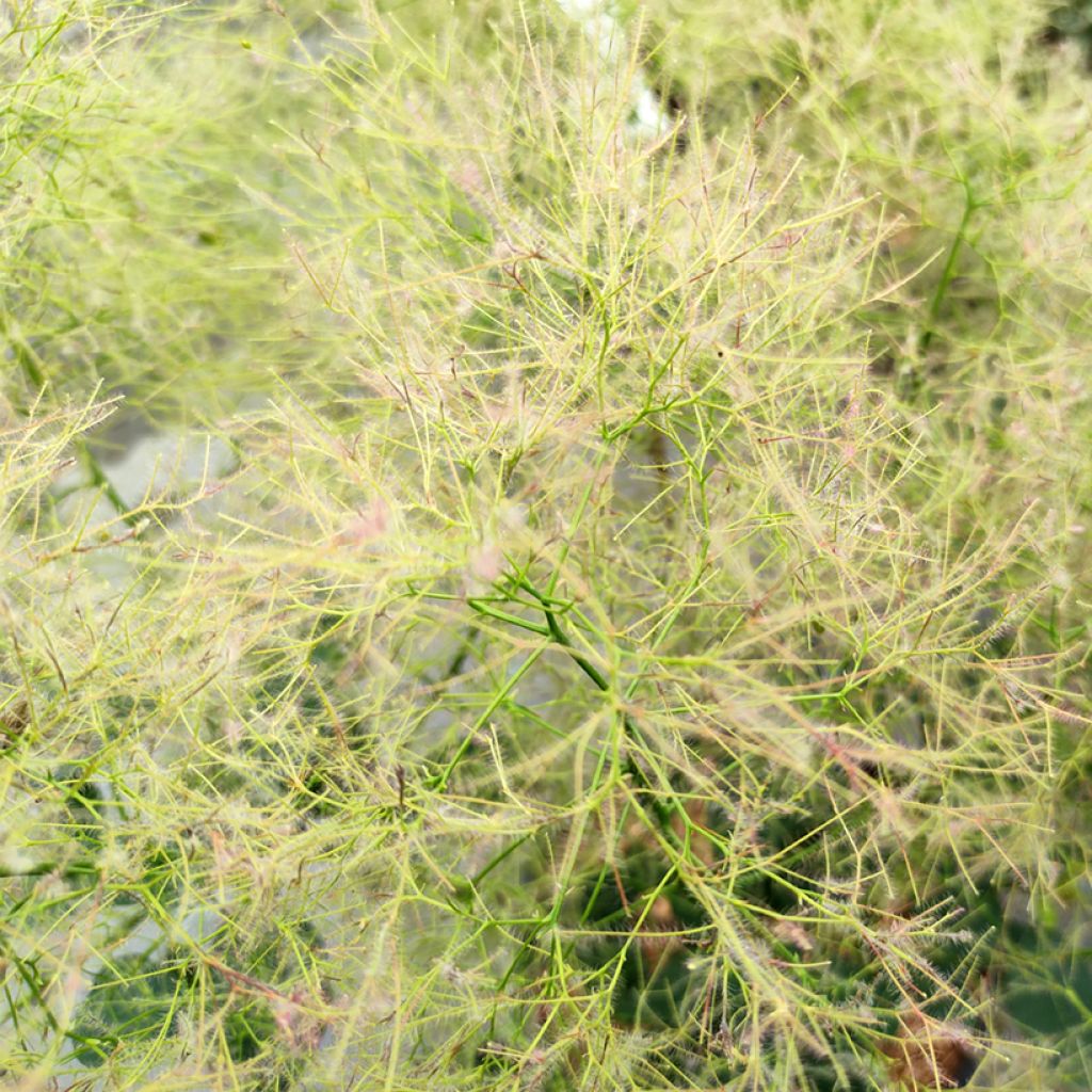 Cotinus coggygria Young Lady - Arbre à Perruque