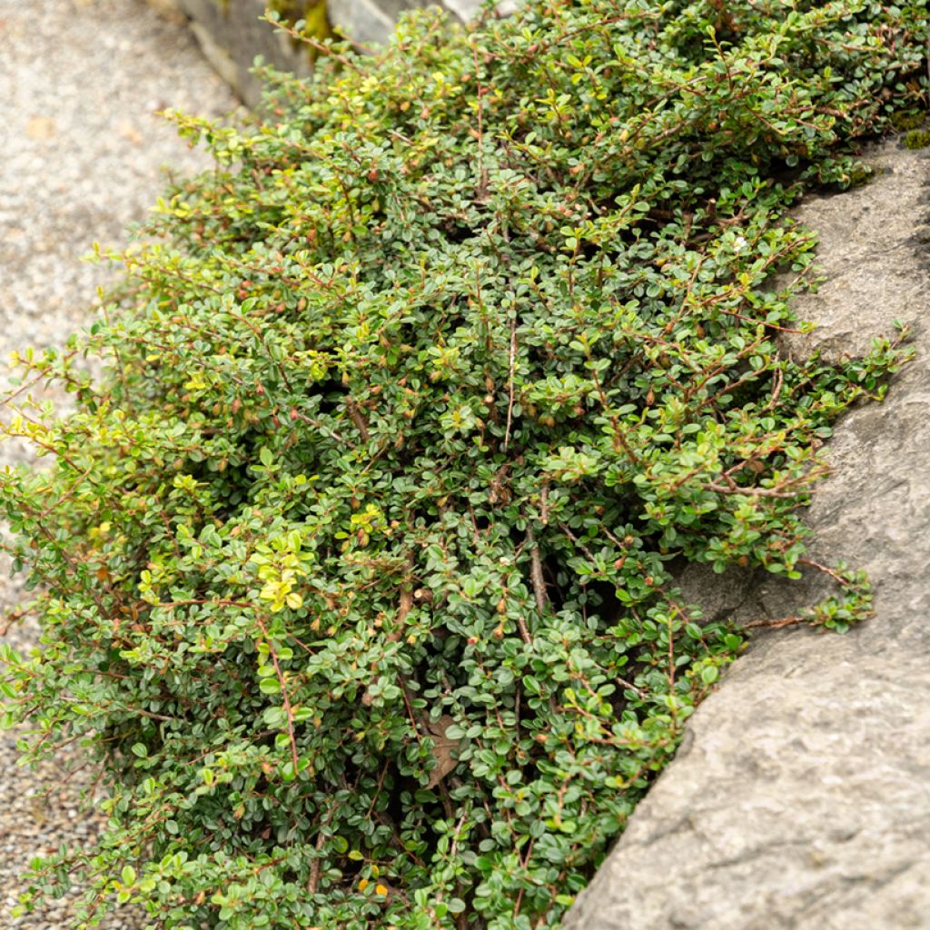 Cotoneaster adpressus - Cotonéaster rampant.