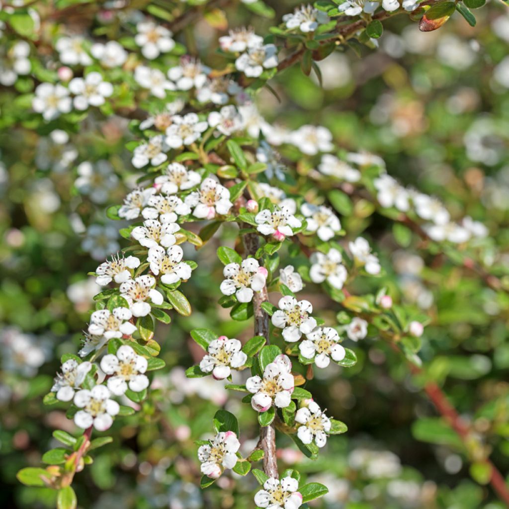 Cotoneaster dammeri - Cotoneaster de Dammer
