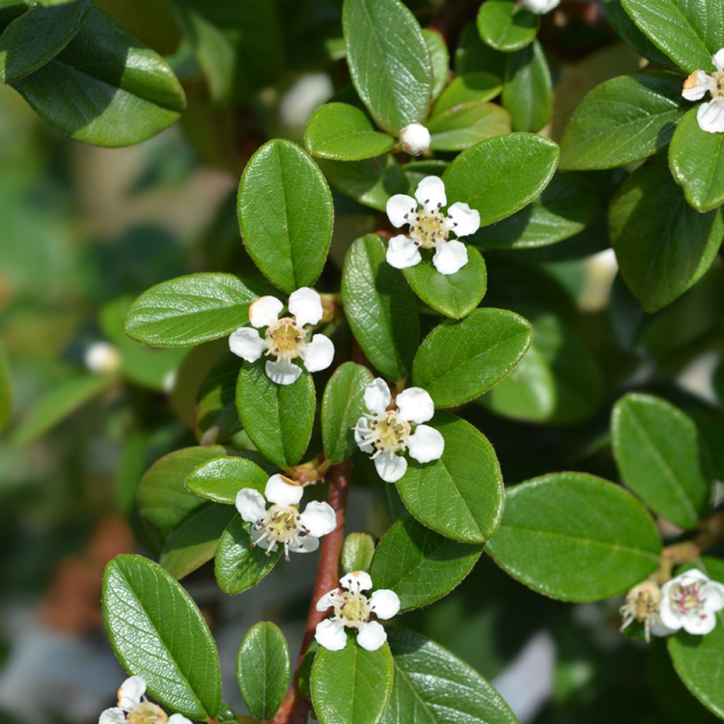 Cotoneaster dammeri - Cotoneaster de Dammer