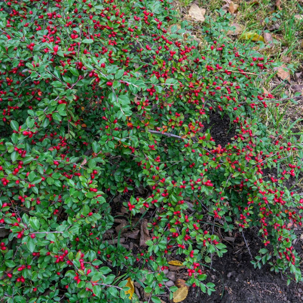 Cotoneaster dammeri - Cotoneaster de Dammer