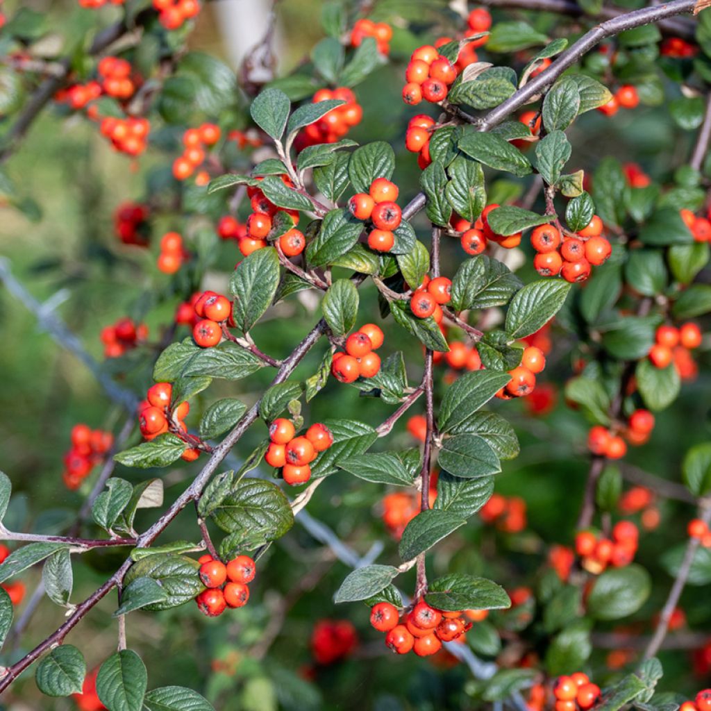 Cotoneaster franchetii - Cotonéastre de Franchet