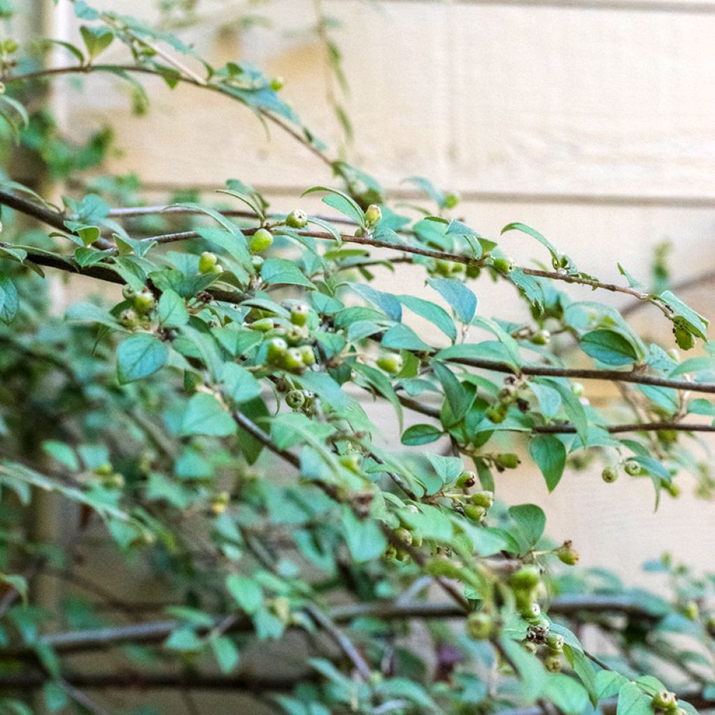 Cotoneaster franchetii - Cotonéastre de Franchet