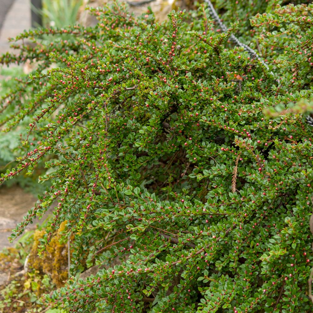 Cotoneaster horizontalis - Cotonéaster rampant