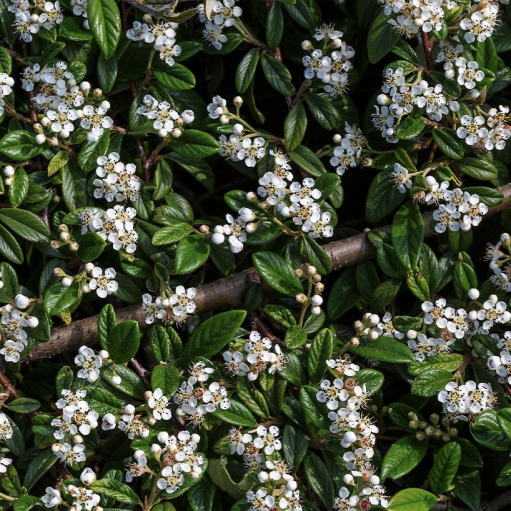 Cotoneaster horizontalis - Cotonéaster rampant